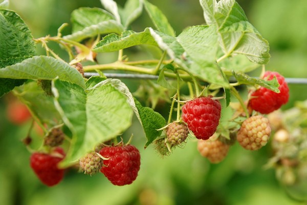 Study on the production costs of raspberries now accessible in the US